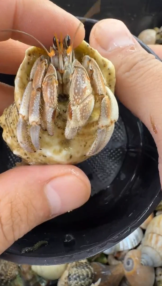 2.2口彩灰一只，不包全品