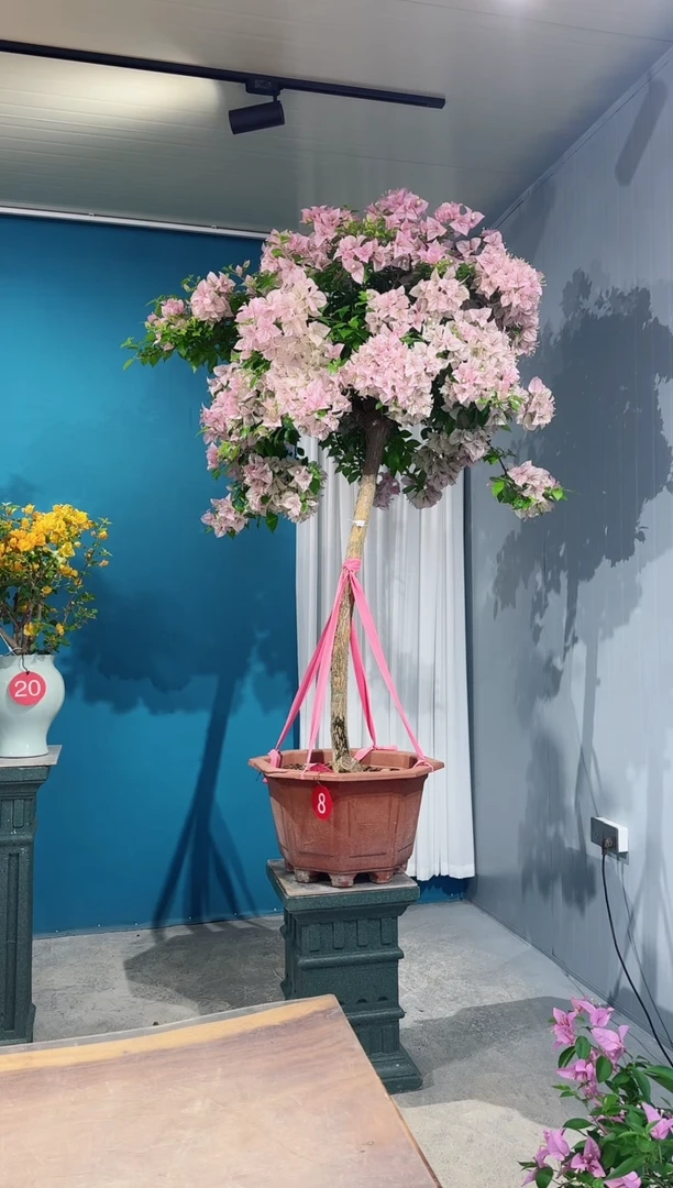 全部花朵粉天使三角梅