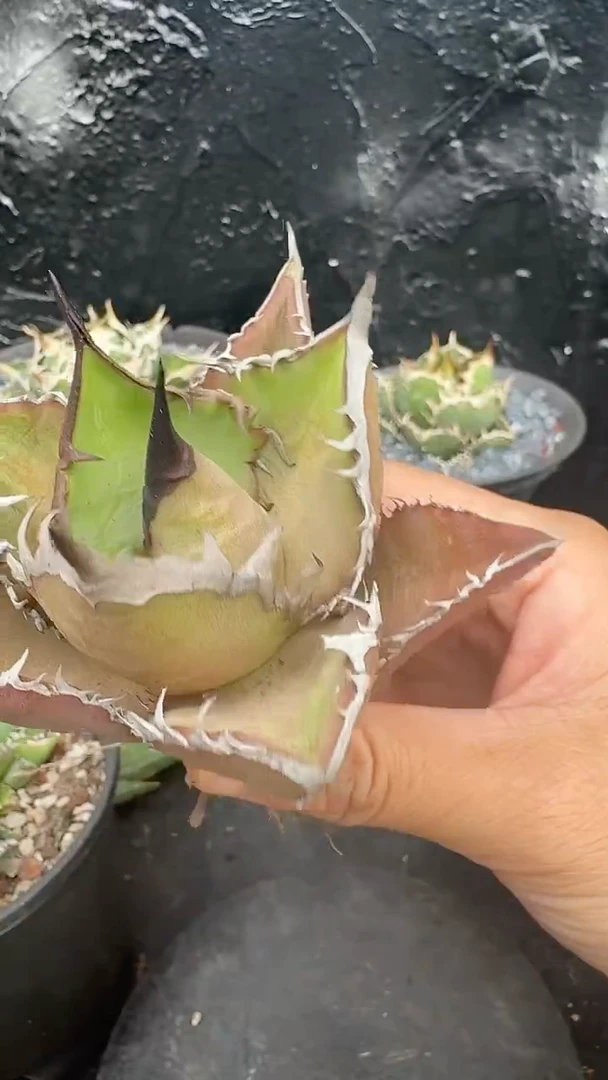 无花朵龙舌兰仁王冠
