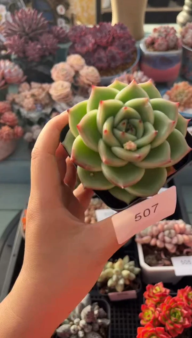 507单头厚叶乌木多肉