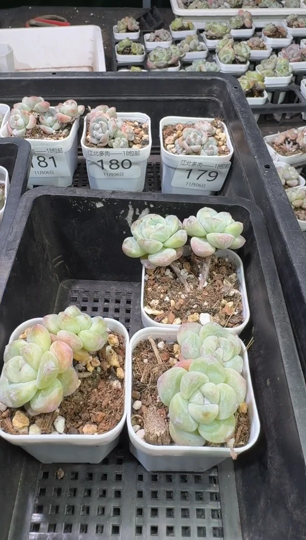 可***点185号江北多肉-到手（3）棵