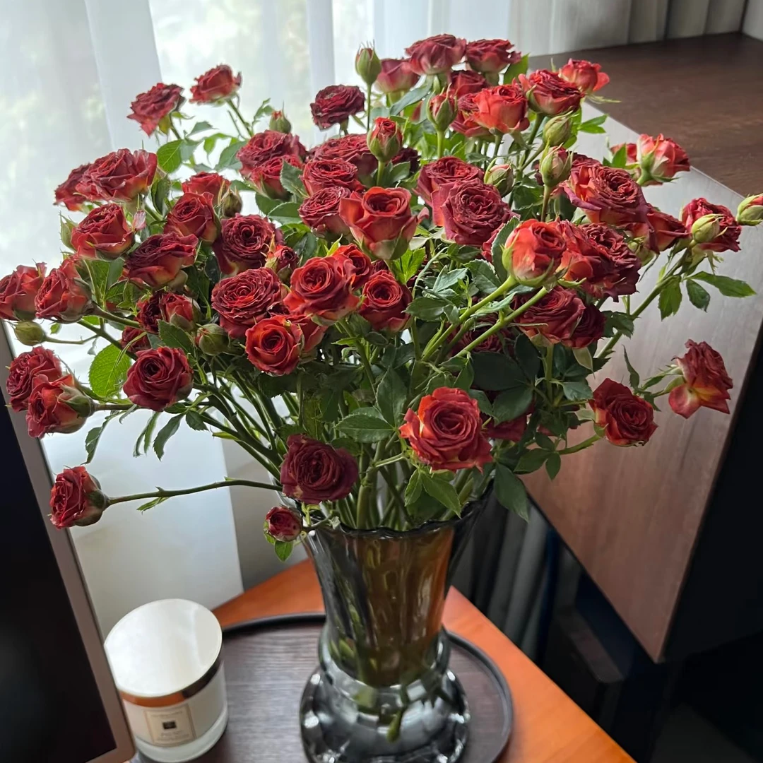 【巧克力多头玫瑰】云南基地鲜花直发水养插花鲜切花礼物【楚楚】