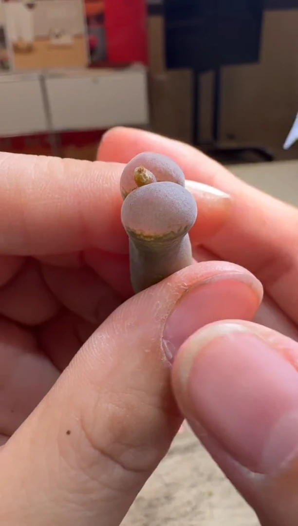 6-261多肉植物肉锥