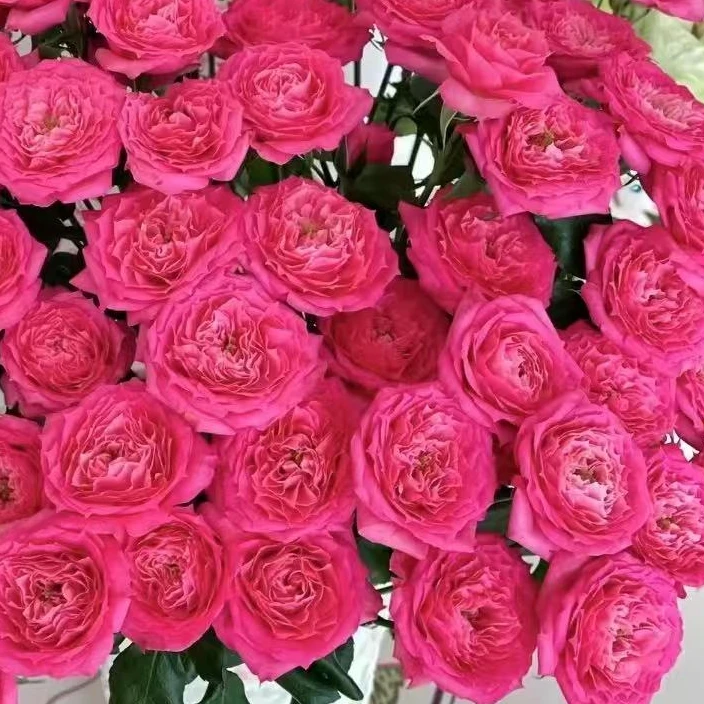 苏菲宝贝多头玫瑰10支  满两束包邮