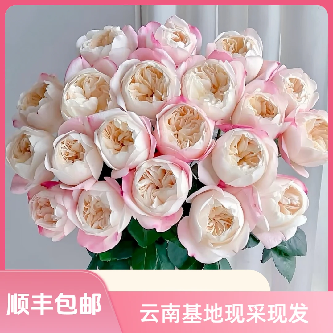 【花喜甄选】和室多头玫瑰鲜花云南直发家用瓶插水养鲜切花顺丰