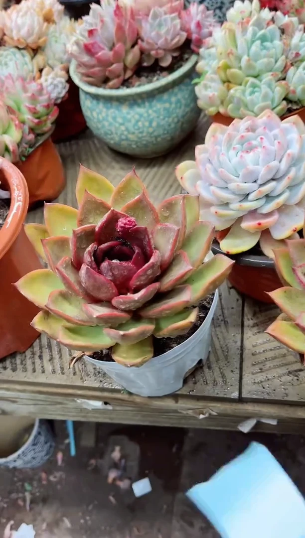 【闪购商品】06090