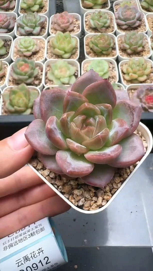 910C云禹多肉植物 带盆土纸巾打包 3颗包邮