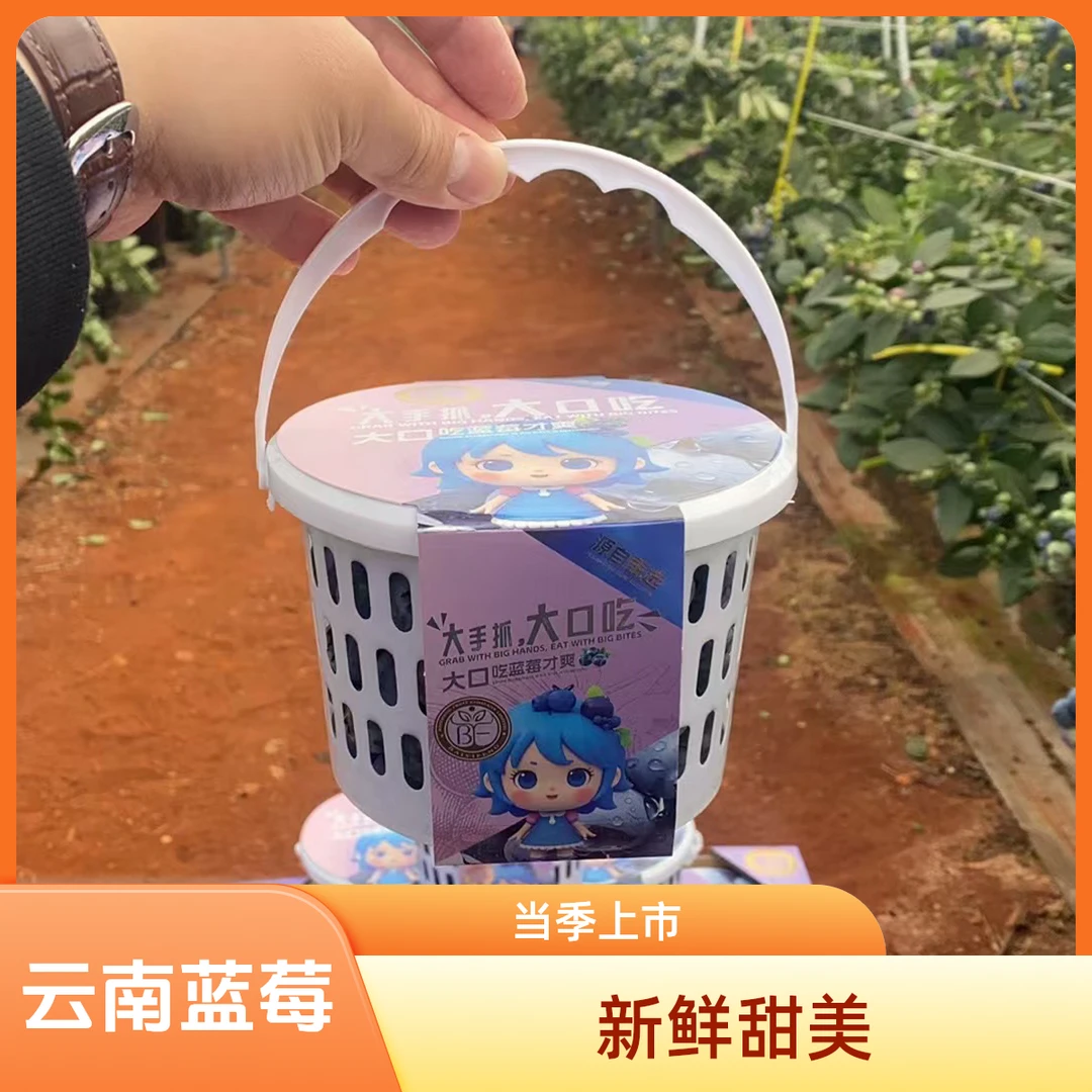 【今日王炸福利】云南蓝莓L25 纯甜桶装15-18mm 500g【次日达】云南省