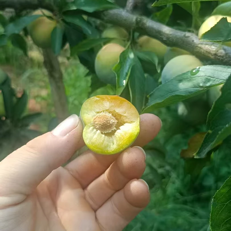 大棚青脆李8.9元/斤四川省