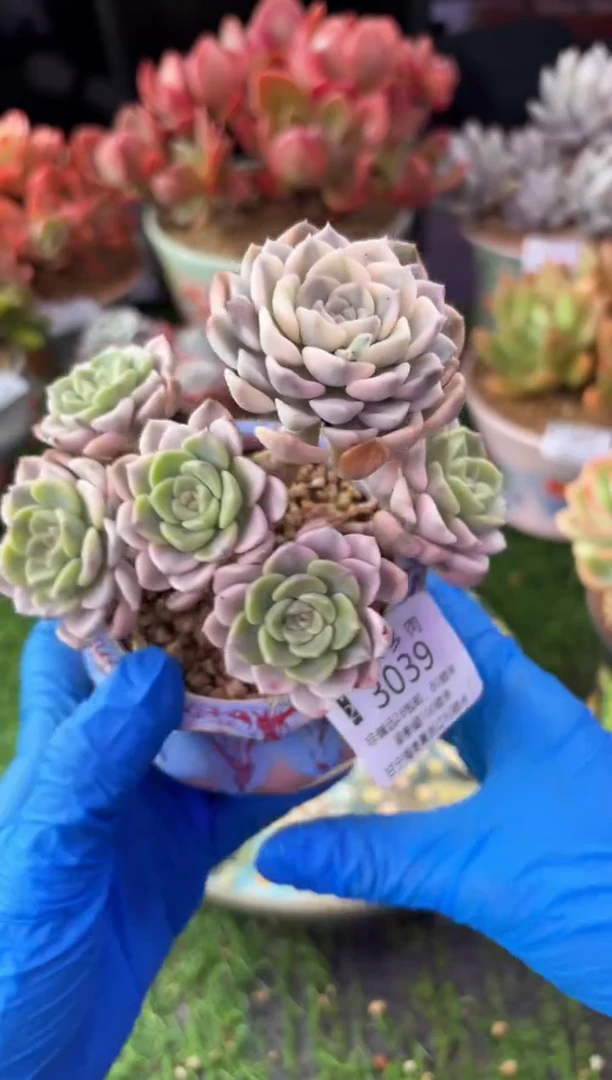 昆明印象多肉3039