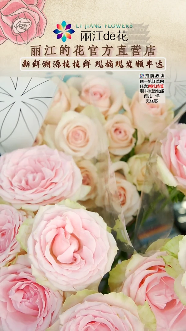 全部花朵顺丰空运包邮55~60cm魅力少女+双鱼座 共20枝