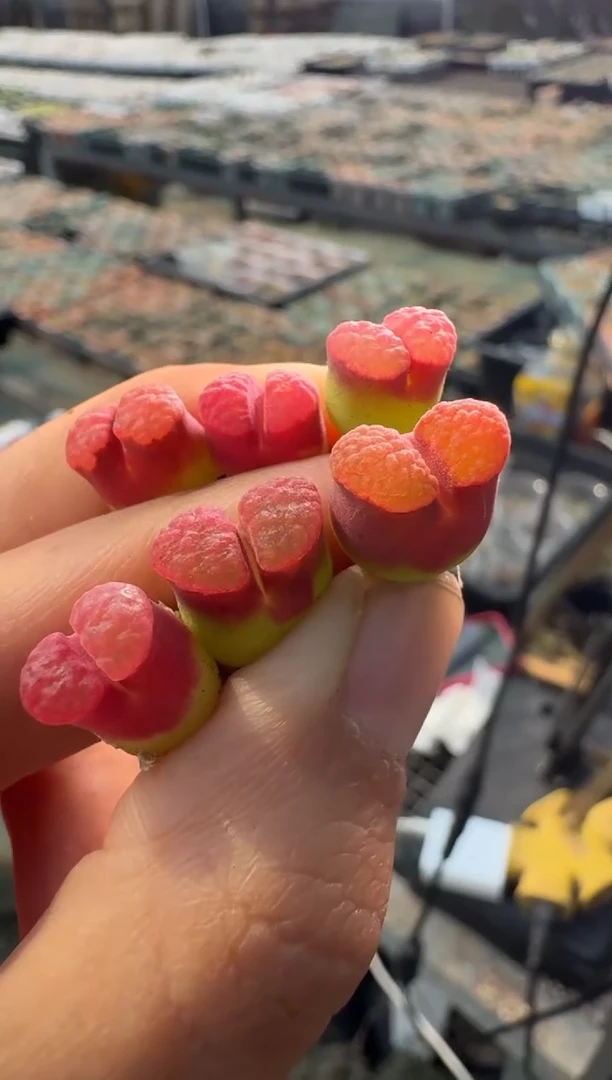 疯狂的多肉石头2·ppmt磁铁一颗