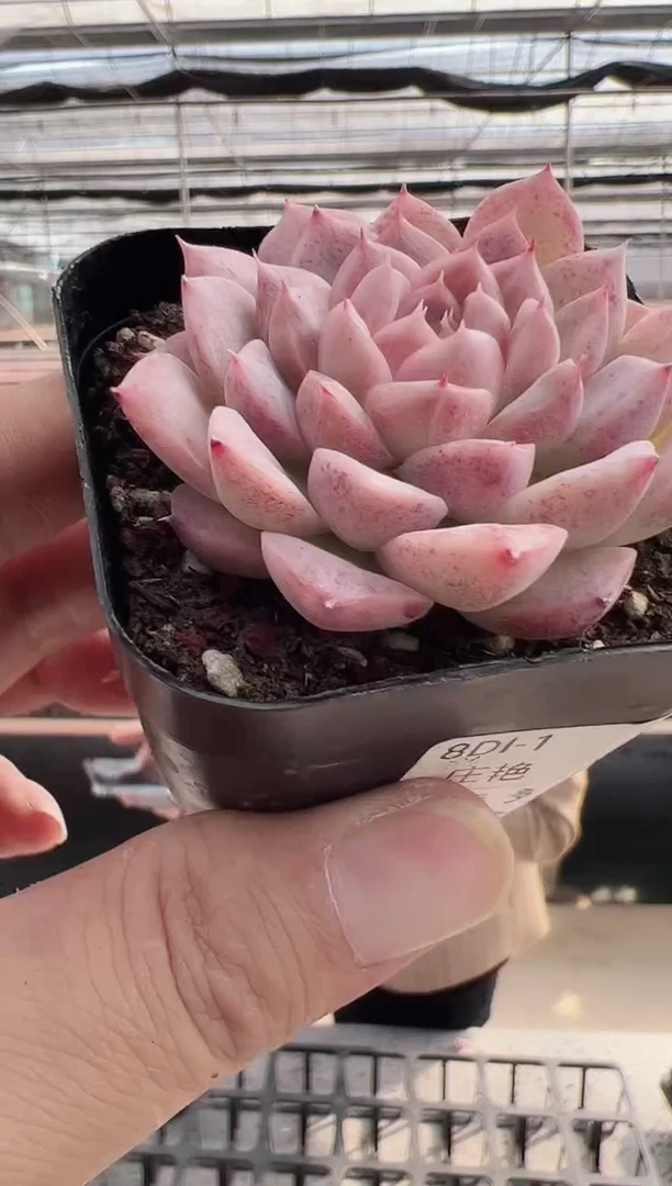 【闪购商品】新款多肉95