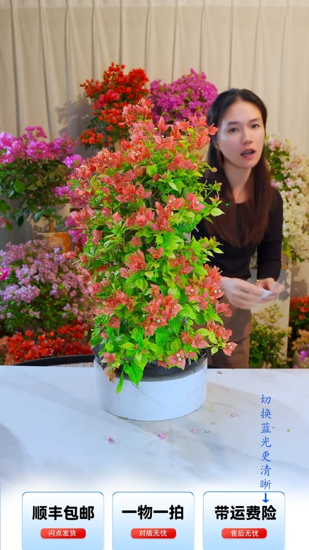 大部分开放少量花苞布里扎