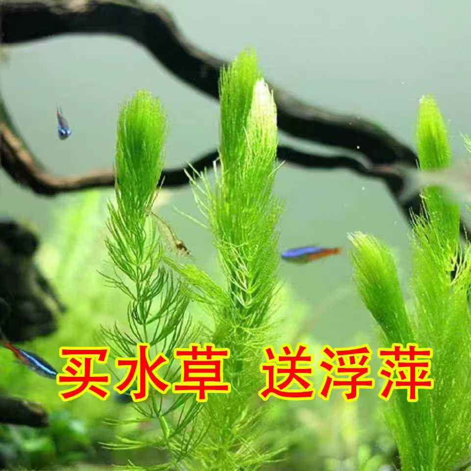针叶水草金鱼藻增氧净化水质淡水好养耐活冷水观赏鱼新手鱼缸造景