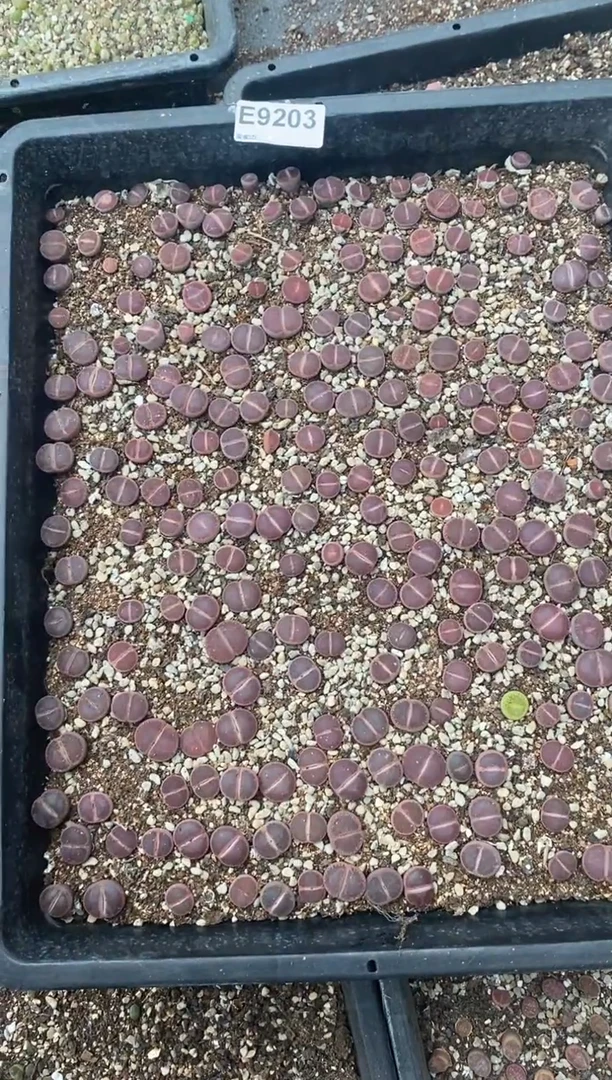 9203直播间一物一拍