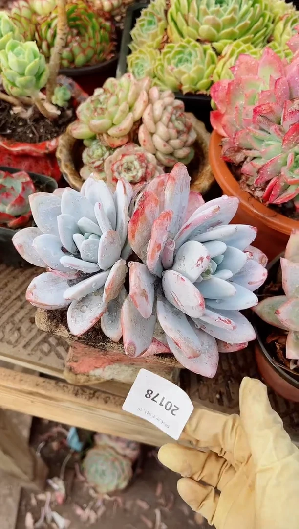 20178多肉植物一物一拍