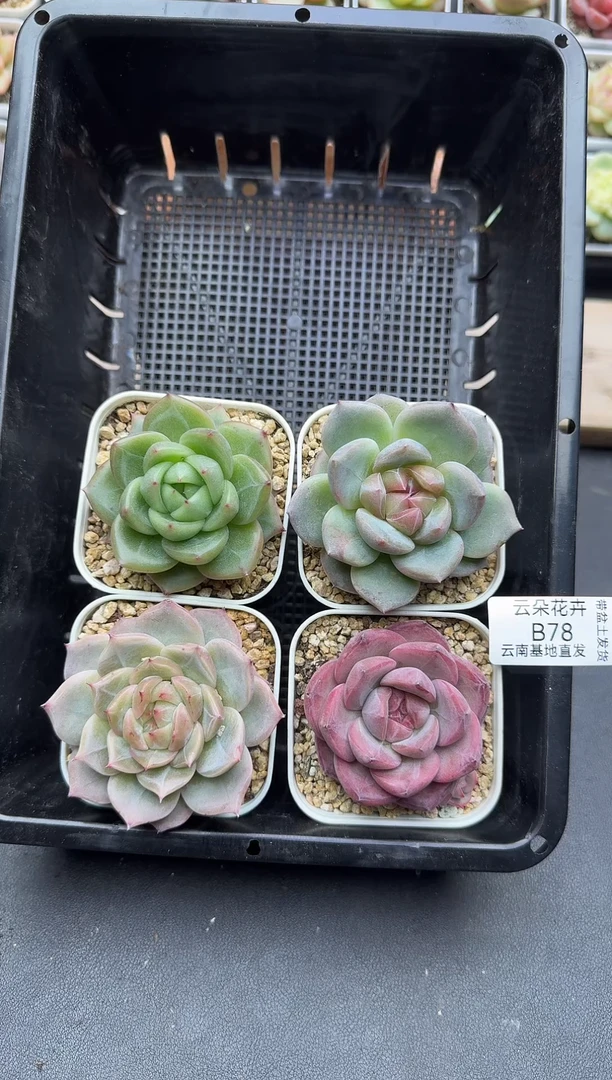 珍妮杂交多肉B78