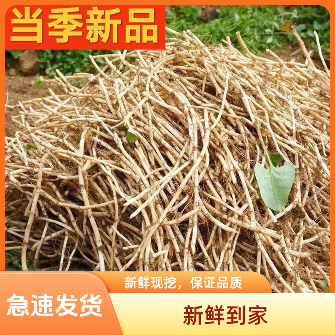 新鲜现挖带泥折耳根鱼腥草云贵川湖北特产节节根凉拌蔬菜极速发货