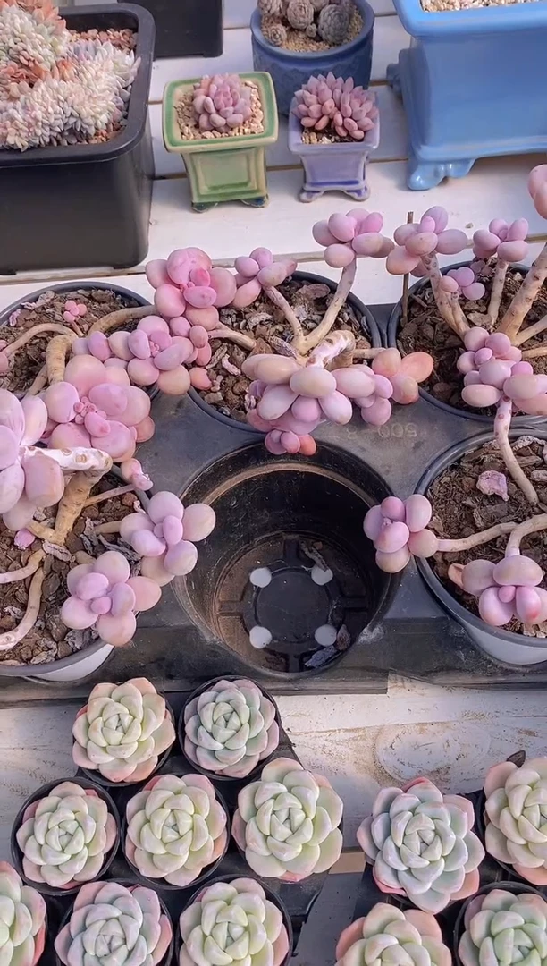 【闪购商品】D914-桃蛋老桩群生脱土发（量拍）