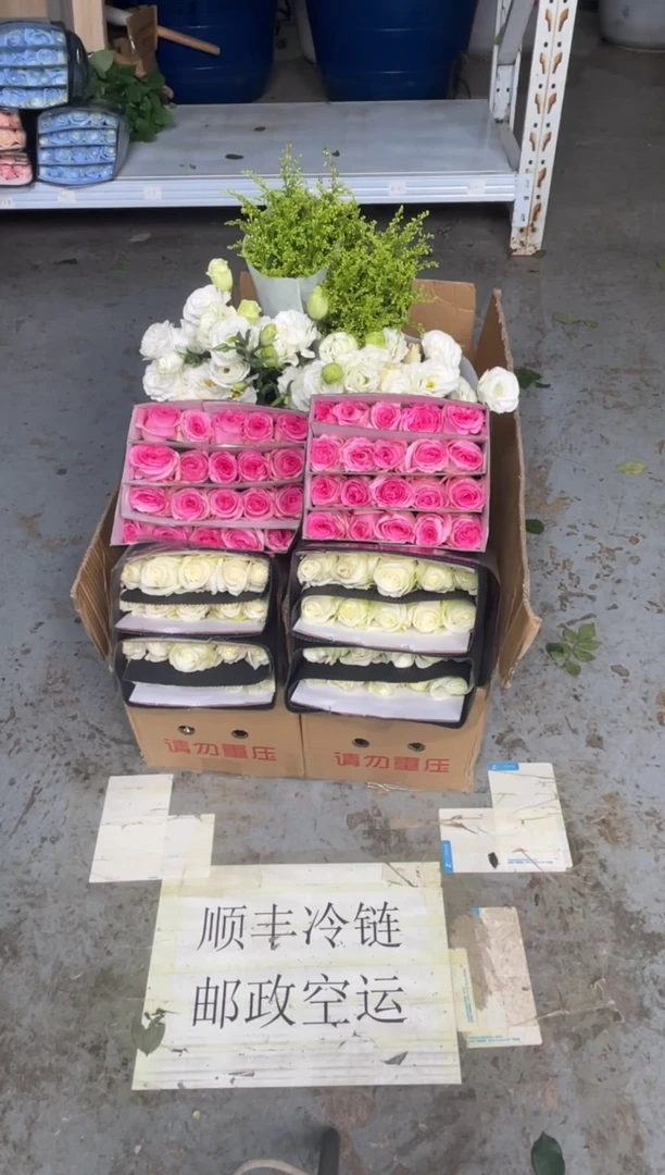 骄傲20枝+洛神20枝+白桔梗400克+黄莺