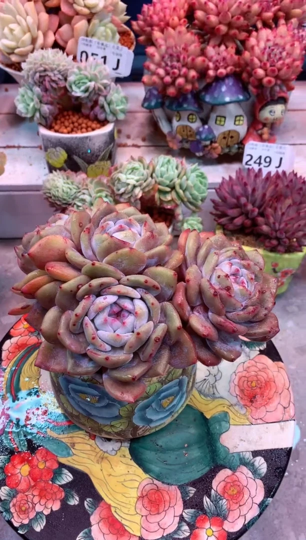 石榴籽星影345J（一物一拍，精品多肉，w所见即所得 ）