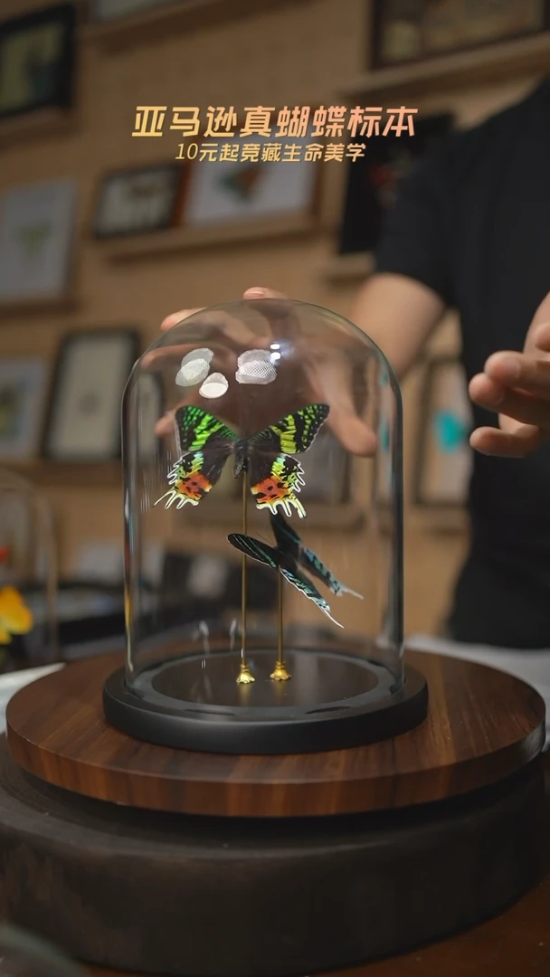 有机玻璃太阳蛾+月亮蛾大号玻璃罩