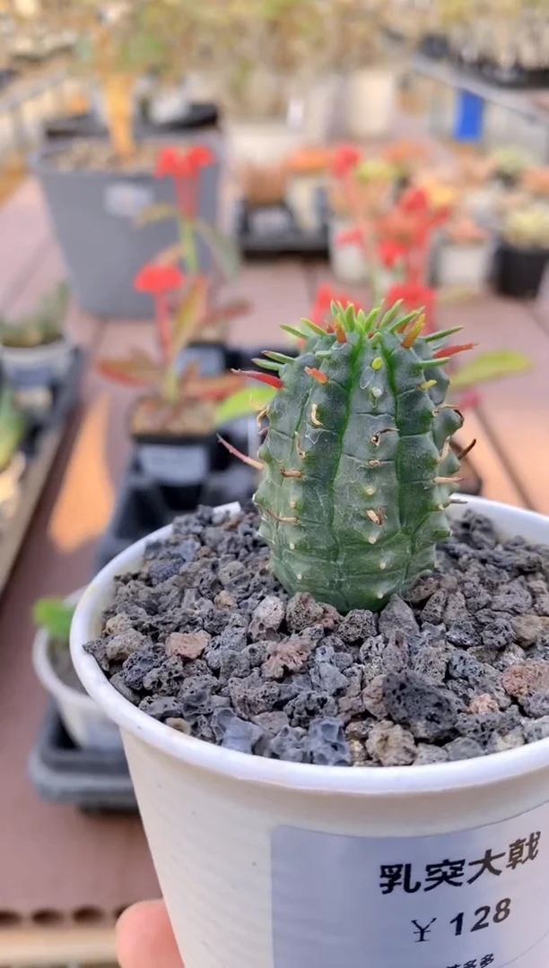 【闪购商品】乳突大戟FB-173