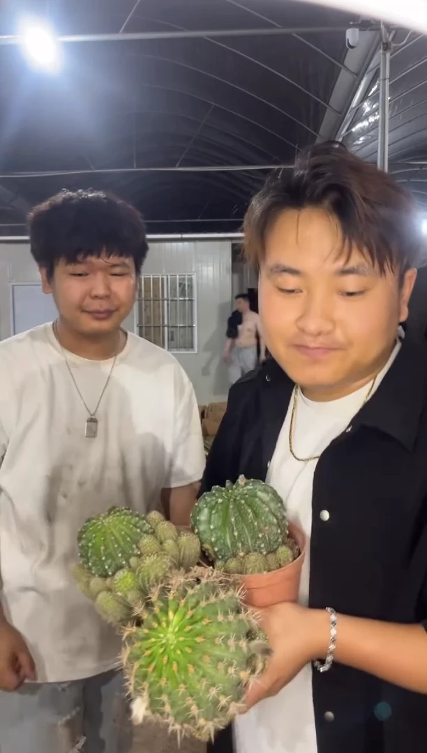 3颗 席克氏彩草 7-10cm 实生根