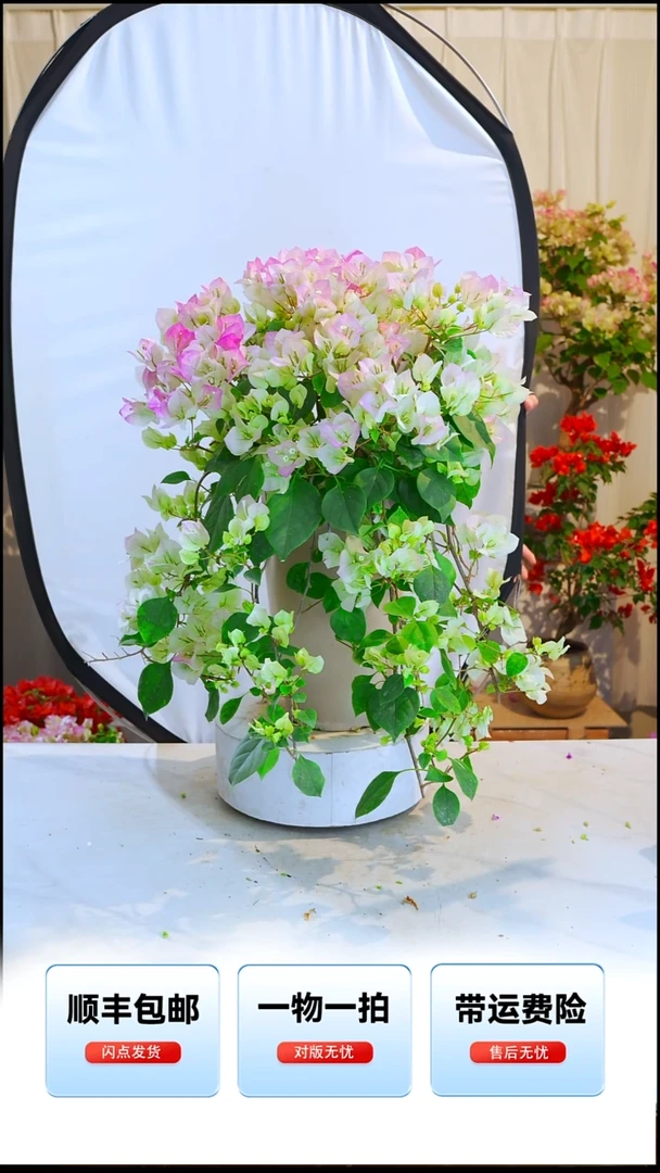 大部分开放少量花苞绿樱