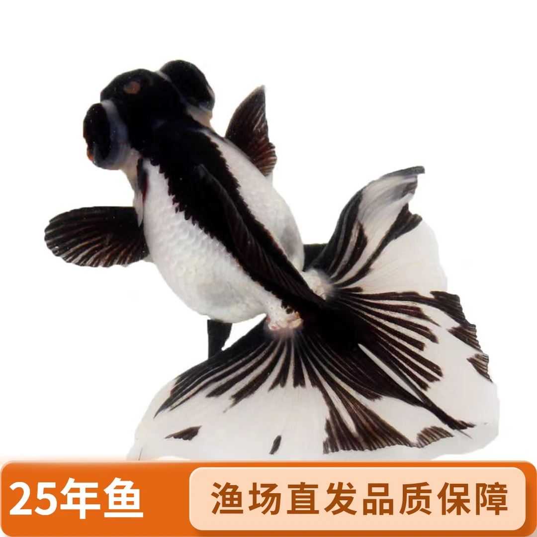 【蝶尾】25年新鱼苗圆通包邮观赏淡水鱼苗|渔场直发