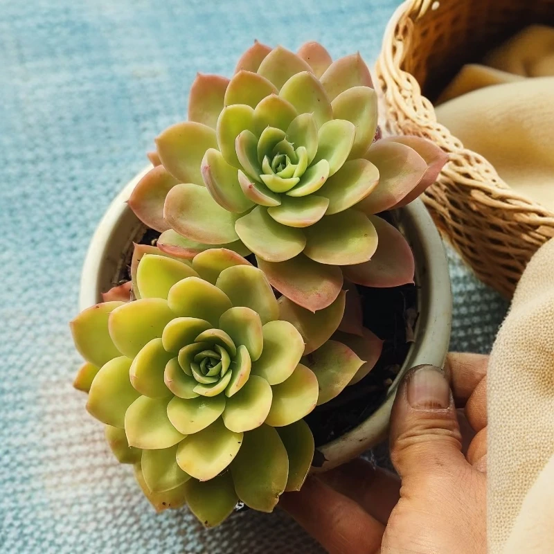 丝绸面纱多肉（九点九元包邮）以直播间展示为标准