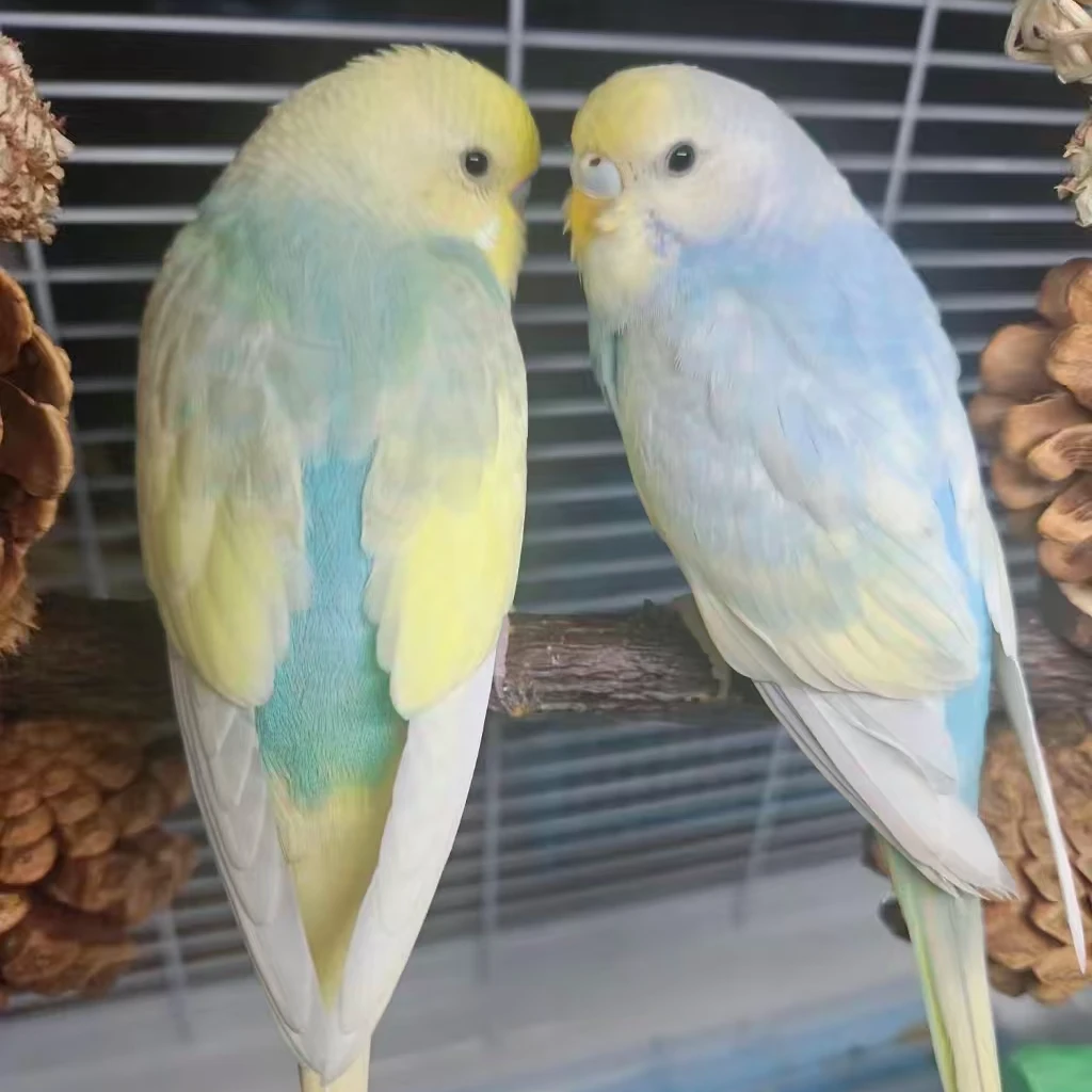 特色金彩虎皮鹦鹉活泼亲人可学语活体观赏鸟（直播）