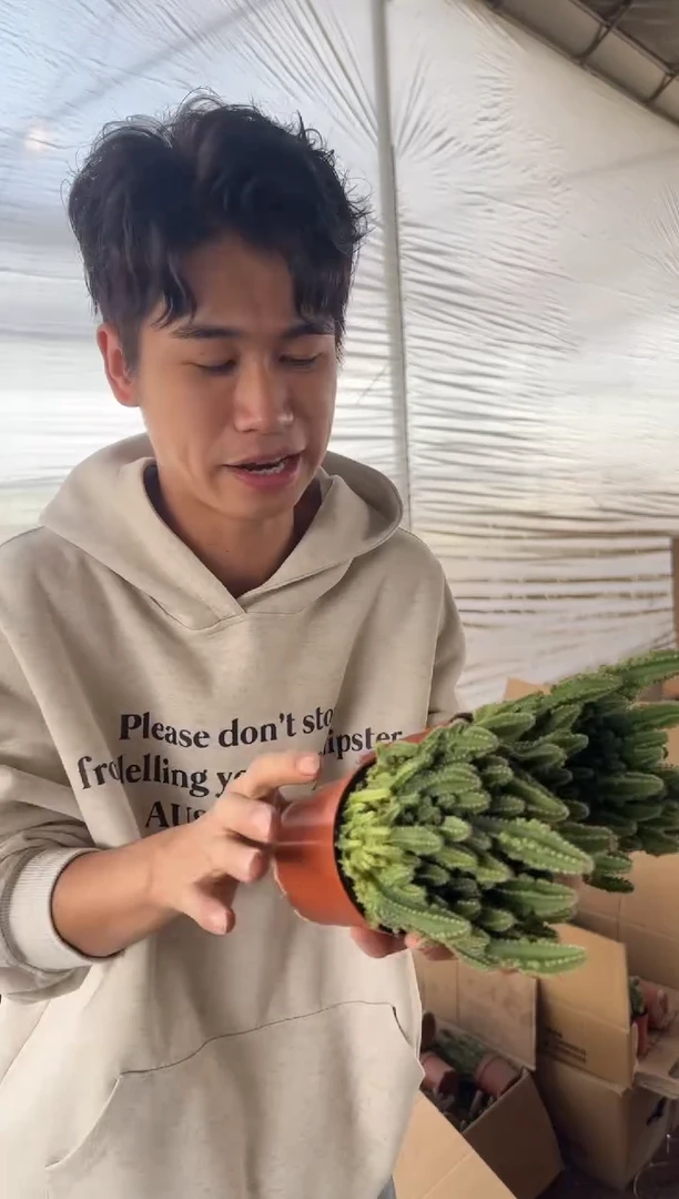 5颗 万重山 群山【带根】