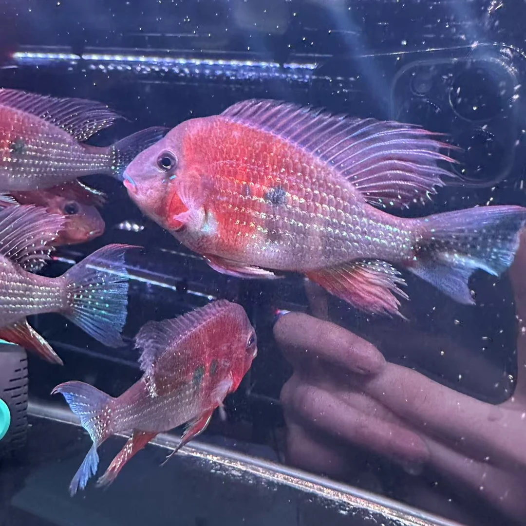 赤荔凤冠关刀鱼1条（发色了）