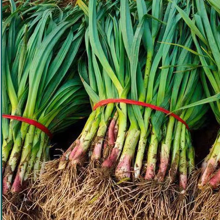 珍口福河南特产新鲜蒜苗香大蒜苗香蒜苗现拔现发3/5斤