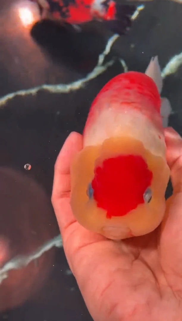 金鱼（运费到付，马印灯下展示）福州追鱼兰寿金鱼