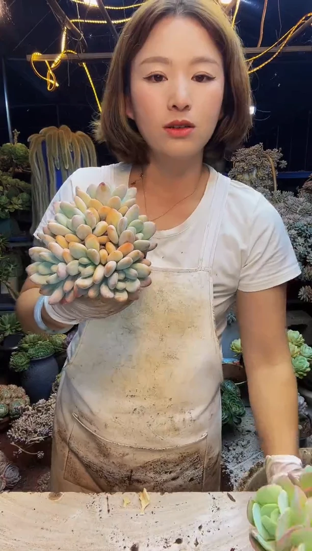 48号一物一拍脱土包邮
