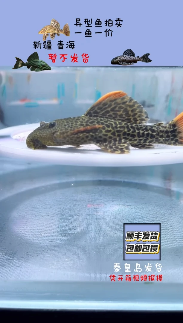 清道夫10+不包入缸损183