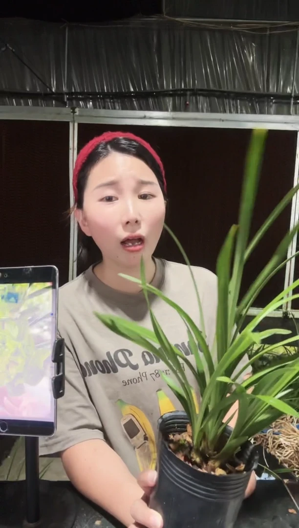 无花朵九仙牡丹5苗带花苞