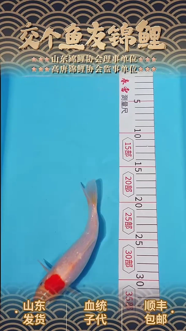 锦鲤20公分闪鳞丹顶