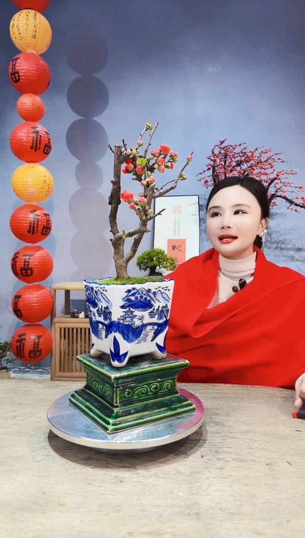 【闪购商品】盆景海棠 长寿冠