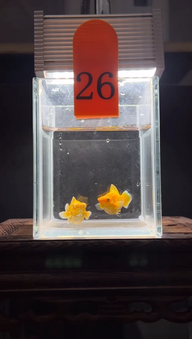 孔雀鱼黄金玛丽球编号26