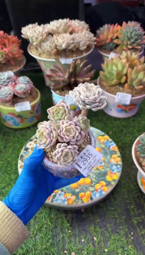 昆明印象多肉2935