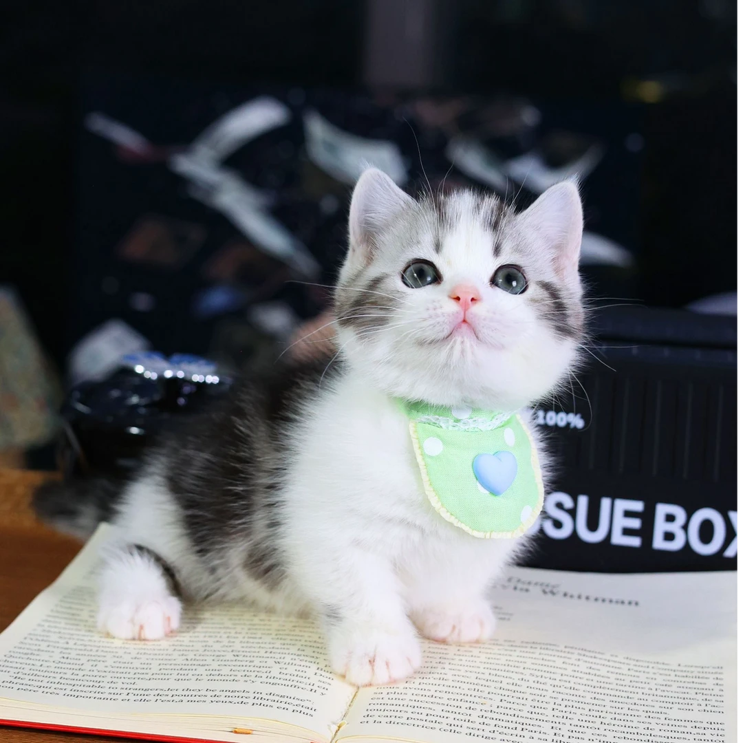 曼基康起司矮脚弟弟3号