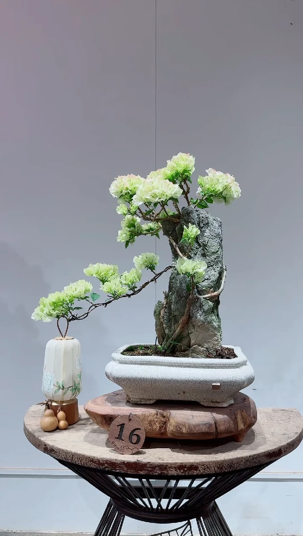 无花朵M****。三角梅绿樱
