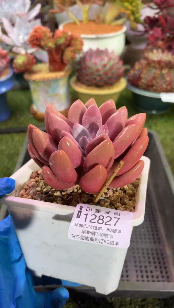 【闪购商品】12827