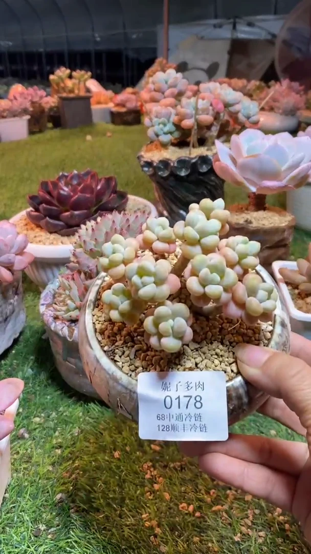 0178《满28包邮发货》