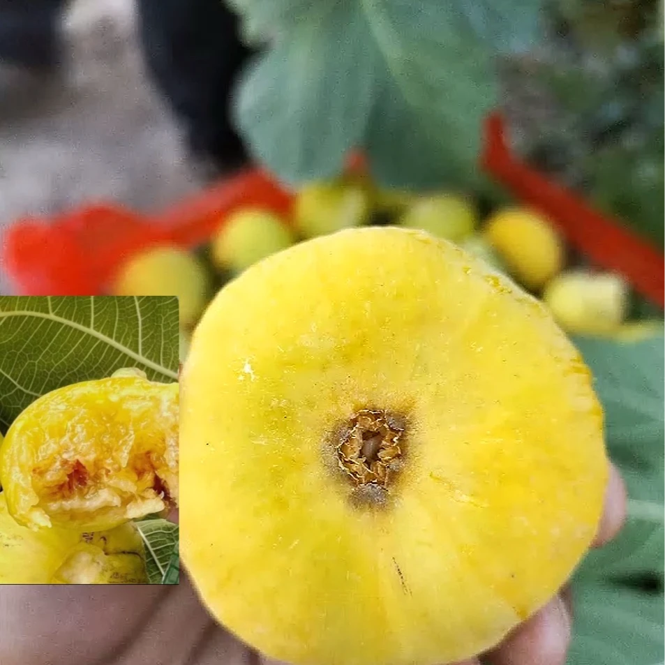 〔产地直发顺丰空运〕新疆无花果糖包子阿图什新鲜水果南疆特产鲜果