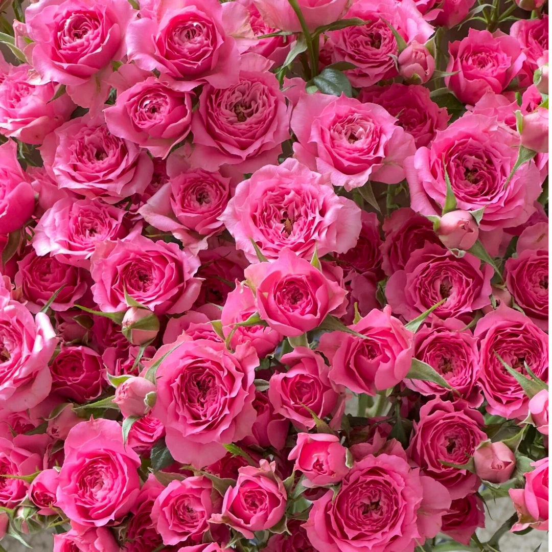 【A级苏菲宝贝多头玫瑰】云南A级玫瑰70-75cm室内水养昆明直发